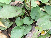 Symphyotrichum cordifolium leaves