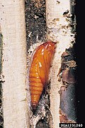 Pupa