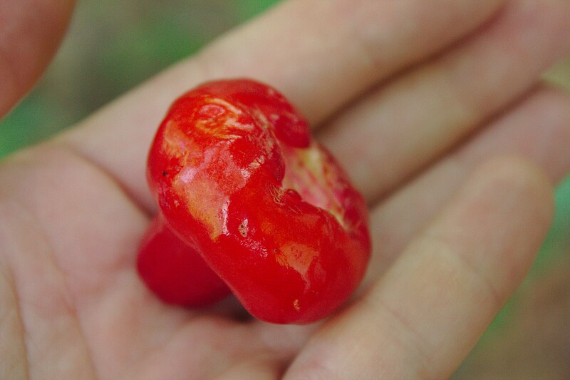 File:Syzygium samarangense fruit Kerala 2.jpg