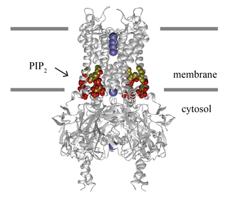 <span class="mw-page-title-main">Inward-rectifier potassium channel</span> Group of transmembrane proteins that passively transport potassium ions
