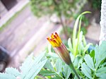 Tagetes-flower grow-2.jpg