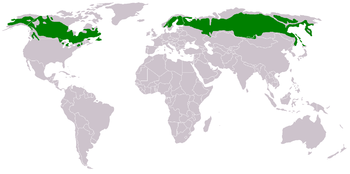 Distribución geográfica del paisaje de taiga.