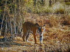 Tadoba Andhari Tiger Reserve is famous for Jungle safari