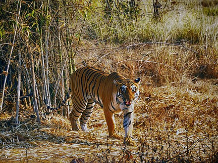 Tadoba Andhari Tiger Reserve is popular amongst domestic and International tourists for Jungle safari