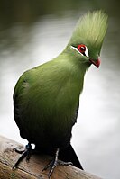 Guinea Turaco