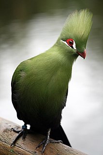 Turaco a family of birds