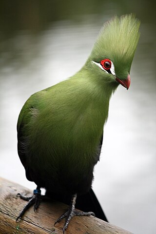 <span class="mw-page-title-main">Turaco</span> Family of birds