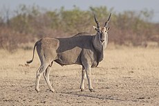 Taurotragus oryx - young bull - Etosha 2015.jpg
