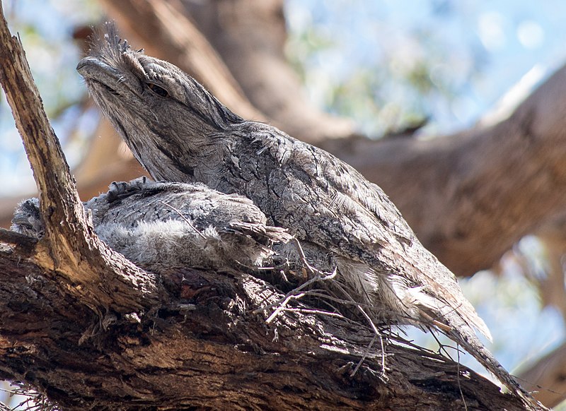 File:Tawny Frogmouth (28105557752).jpg