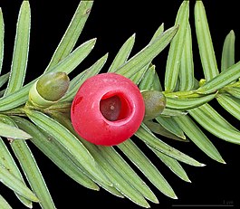 Giləmeyvəli qaraçöhrə (Taxus baccata)