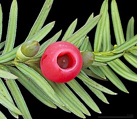Twyge van geweune venynboom (Taxus baccata) mê rype en oenrype keegls
