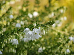 Tetratheca thymifolia.