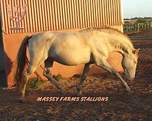 Pseudo-double dilute from action of pearl gene The Andalusian X Lusitano cross is known on the Iberian Peninsula as the "Golden Cross" . . ..JPG
