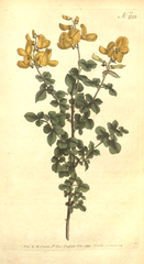 "[ 255 ] Cytisus Sessilifolius. Sessile-Leav'd, or Common Cytisus."