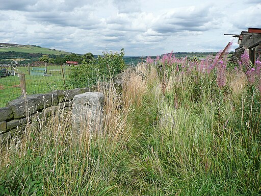 The Colne Valley Circular Walk eastwards from Yew Tree - geograph.org.uk - 3606293