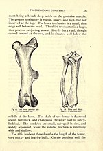 Thumbnail for File:The Deseado Formation of Patagonia (Page 45) BHL21733547.jpg