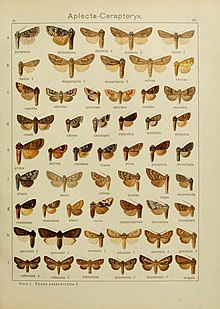 The Macrolepidoptera of the world (Plate 53) (6119681575).jpg
