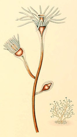 Eudendrium vaginatum