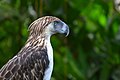 The Philippine Eagle (9105629766).jpg