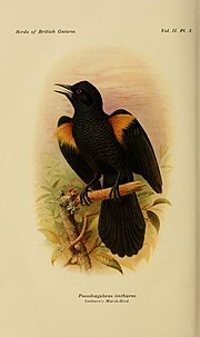 Thumbnail for Golden-tufted mountain grackle