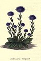 The botanic garden (Plate 3) - Globularia vulgaris.jpg