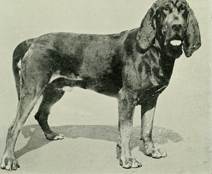 File:The complete book of the dog (1922) (20671429895).jpg