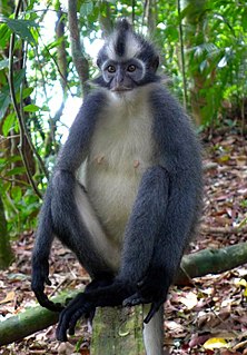 <span class="mw-page-title-main">Thomas's langur</span> Species of Old World monkey