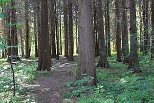 Experimental forest, Rogów Arboretum