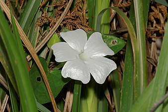 White Lady (Thunbergia fragrans)