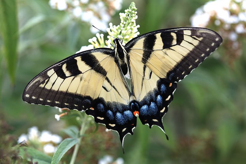 File:Tiger Swallowtail (19943502114).jpg