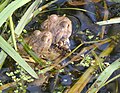 Toads in amplexus with strings of toadspawn.jpg