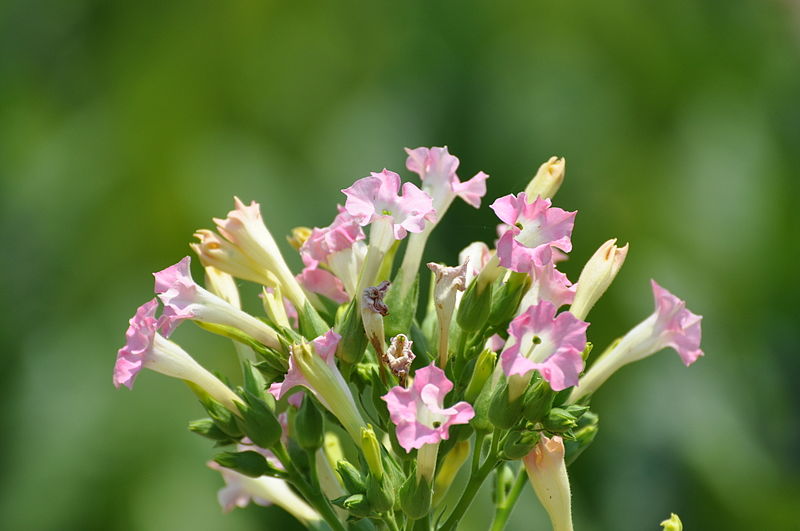 File:Tobacco Flowers.jpg