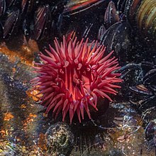 Tomate de mar (Actinia equina), Setubal, Portugal, 2020-08-01, DD 11.jpg