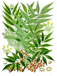 Toxicodendron succedaneum (L.) Kuntze