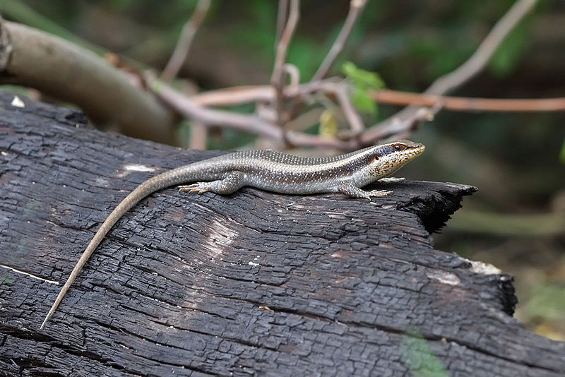 File:Trachylepis striata.jpg