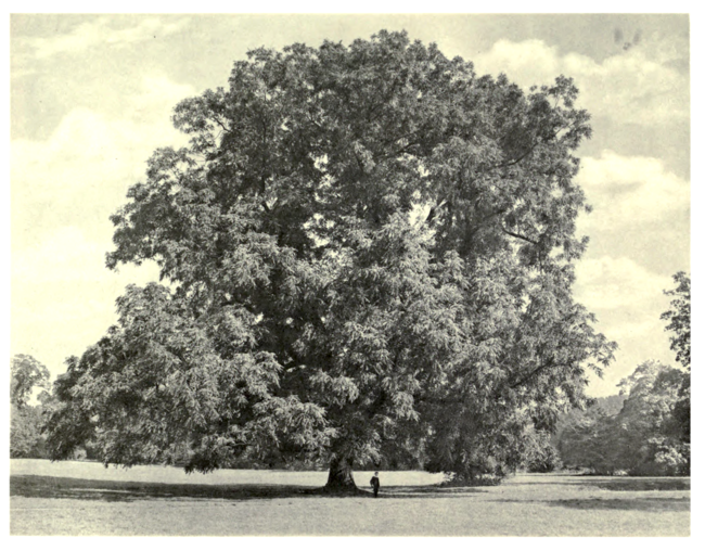 Plate 76: Black Walnut at Twickenham