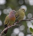 Treron vernans -Tongkoko, North Sulawesi, Indonesia -pair-8 (cropped).jpg