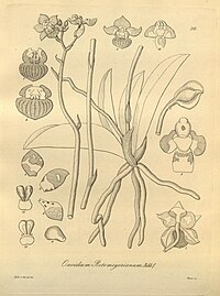 plate 218 Trichocentrum lindenii (as syn. Oncidium retemeyerianum)