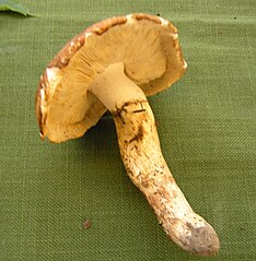 Tricholoma caligatum.jpg