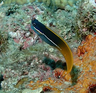 <i>Ecsenius tricolor</i> Species of fish