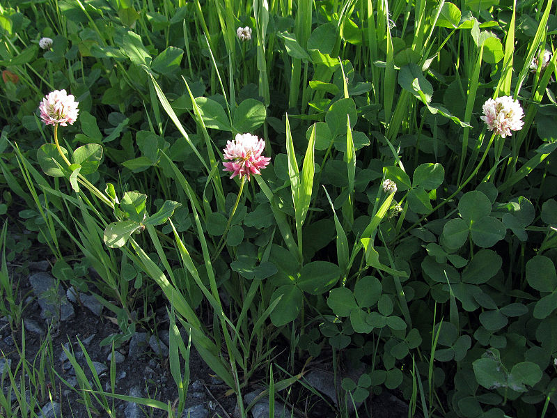 File:Trifolium hybridum ssp. hybridum Oulu, Finland 08.06.2013.jpg