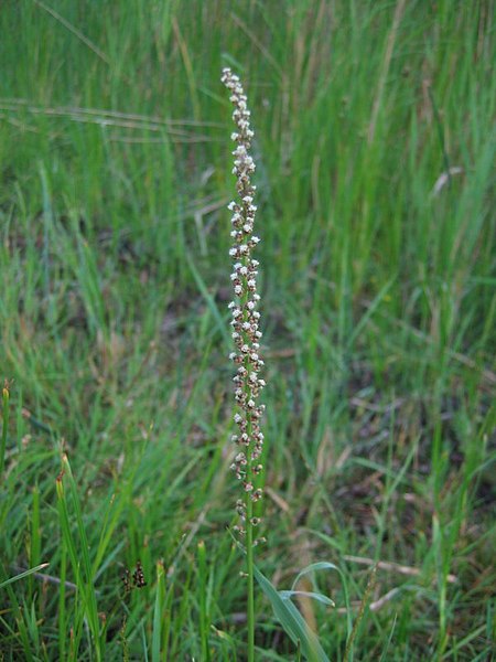 File:Triglochin maritimum.jpeg