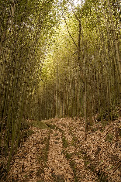 File:Trilha do Parque Nacional da Serra dos Órgãos Sede Petrópolis.jpg