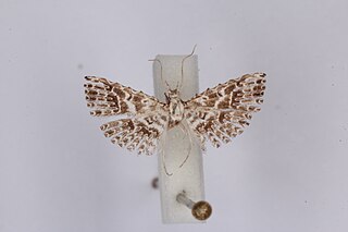 <i>Triscaedecia svetlanae</i> Species of moth