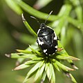 Tritomegas sexmaculatus : reconnaissable à ses taches blanches allongées sur presque toute la longueur du pronotum.