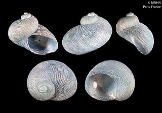 Larocheidae Family of gastropods