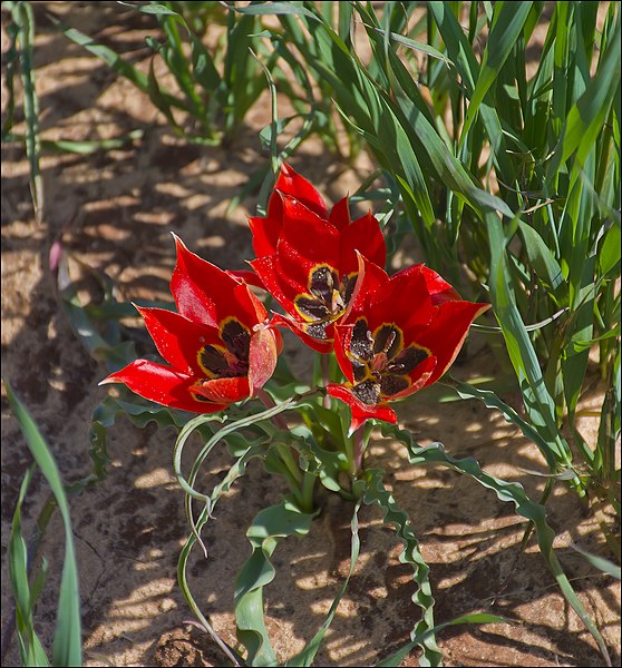 File:Tulipa-Sharonensis-ZE-5473.jpg