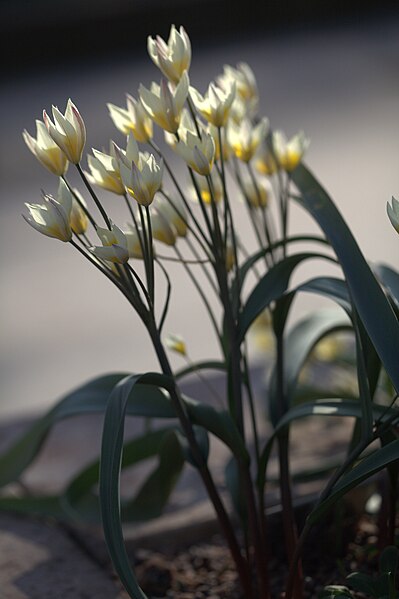 File:Tulipa bifloriformis 01.jpg