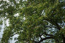 Detail of the tulip tree natural monument in Osnabrück