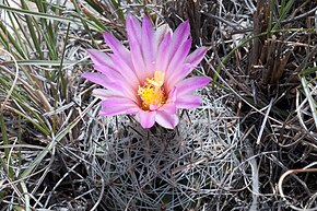 Descrierea imaginii Turbinicarpus beguinii 1.jpg.